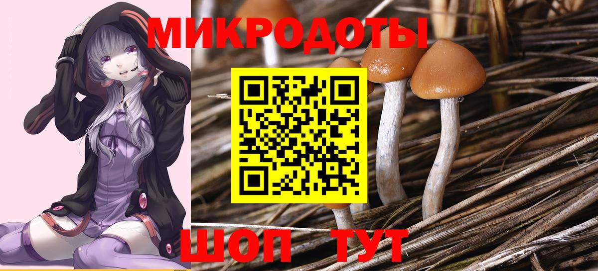 Галлюциногенные грибы Psilocybe Элиста